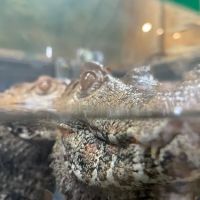 Reptiles ico