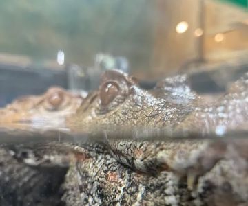 Reptiles