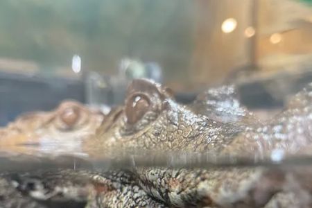 Reptiles