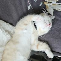 Shawnee Veterinary Hospital ico