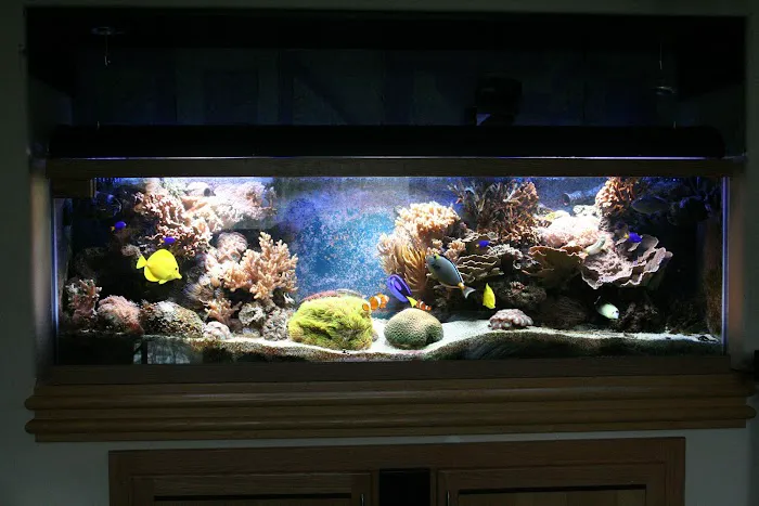 Delicate Beauty Aquariums 12