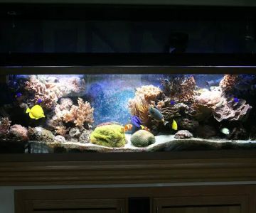 Delicate Beauty Aquariums