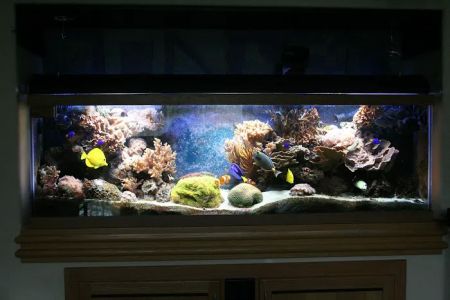 Delicate Beauty Aquariums