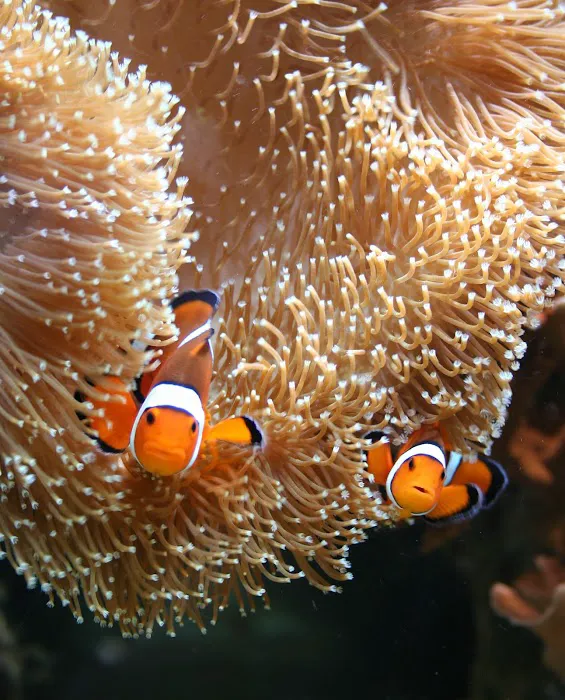 Delicate Beauty Aquariums 12