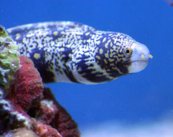 Delicate Beauty Aquariums 12