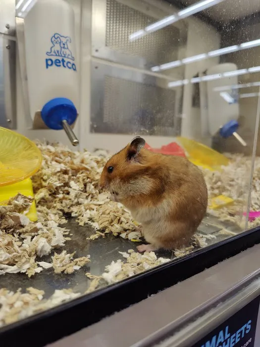 Petco 12