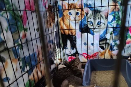 Petco