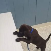 Baker Animal Hospital ico