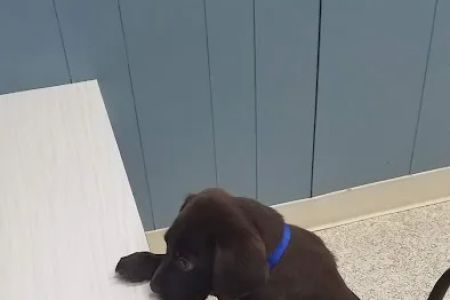 Baker Animal Hospital