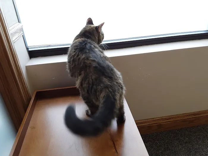Cat Tales 12