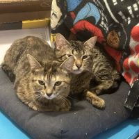 Cat Tales ico