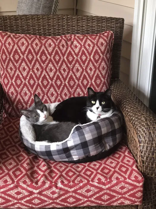 Cat Tales 12