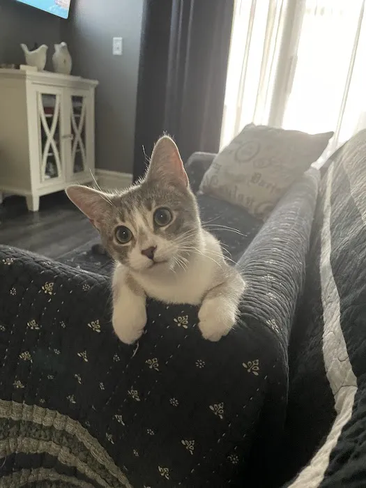 Cat Tales 12