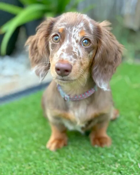 Colorado Dog's And Puppies 12