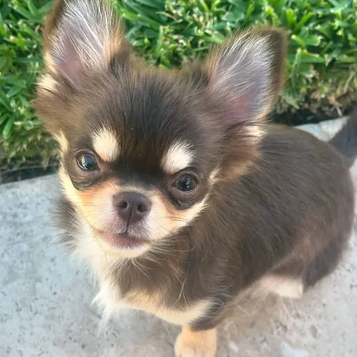 Colorado Dog's And Puppies 12