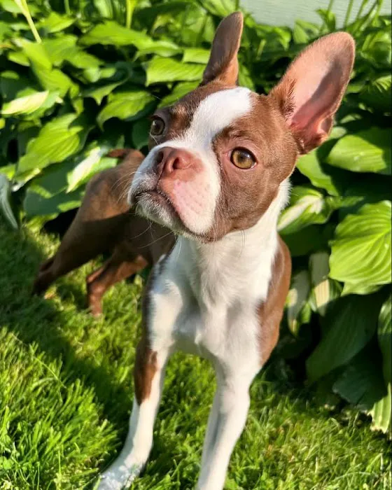 Colorado Dog's And Puppies 12