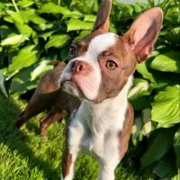 Colorado Dog's And Puppies ico