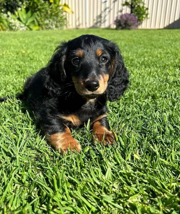 Colorado Dog's And Puppies 12