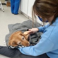 Spring Meadows Animal Hospital: Flowers Kady DVM ico