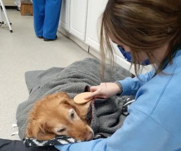 Spring Meadows Animal Hospital: Flowers Kady DVM