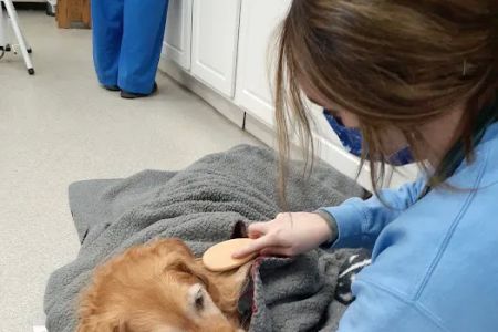 Spring Meadows Animal Hospital: Flowers Kady DVM