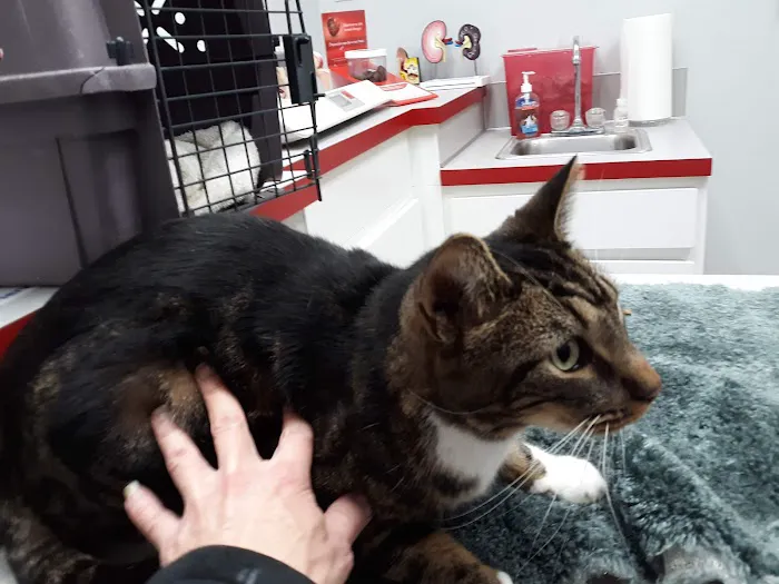 Spring Meadows Animal Hospital 12