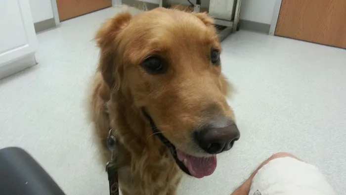 Spring Meadows Animal Hospital 12