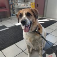 Spring Meadows Animal Hospital ico