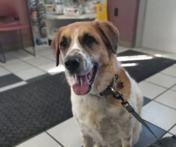 Spring Meadows Animal Hospital