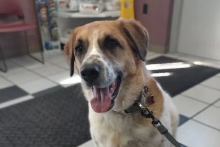 Spring Meadows Animal Hospital