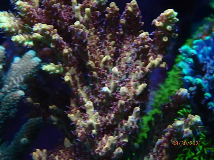 Beautys Ocean 12