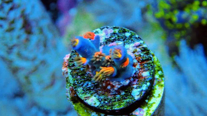 Beautys Ocean 12