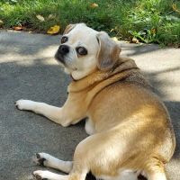 Waterville Animal Group ico