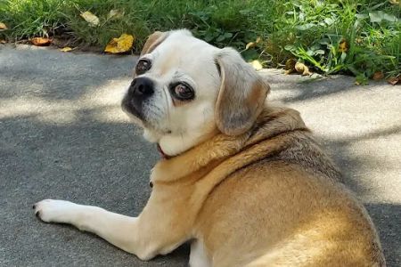 Waterville Animal Group