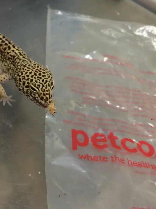 Petco 12