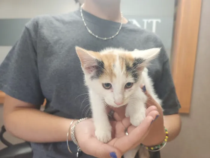 High Point Animal Hospital Inc 12