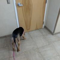 High Point Animal Hospital Inc ico