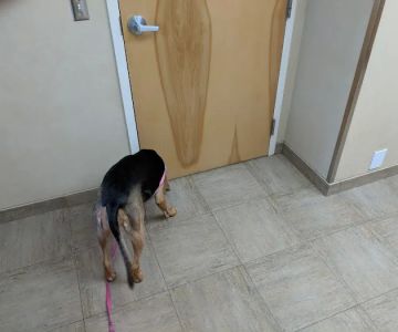 High Point Animal Hospital Inc