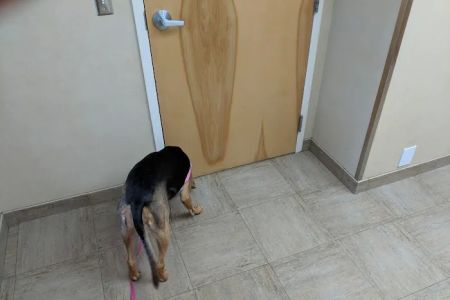 High Point Animal Hospital Inc