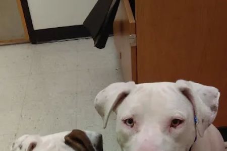 Banfield Pet Hospital