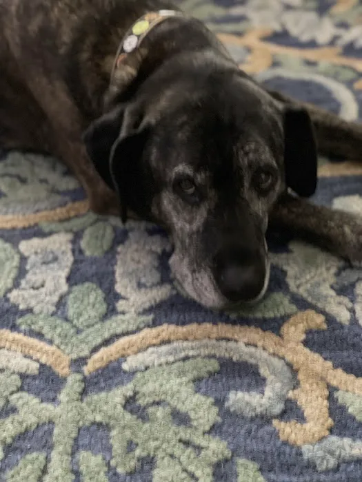 Banfield Pet Hospital 12