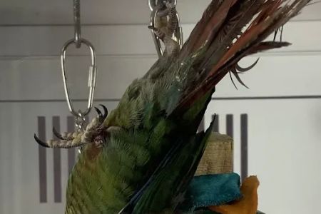Petco
