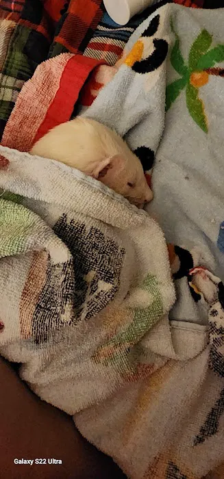 Petco 12