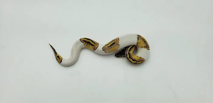 Springs Forked Tongue 4