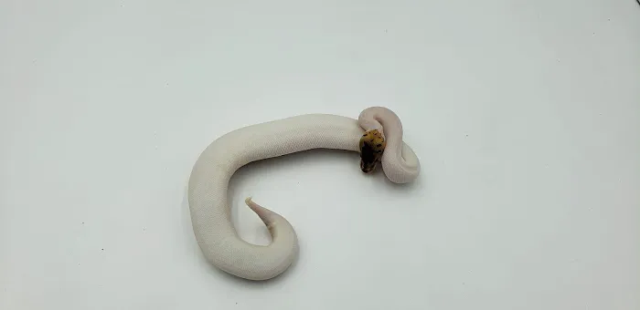 Springs Forked Tongue 2