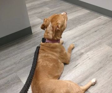 Country Garden Veterinary Clinic