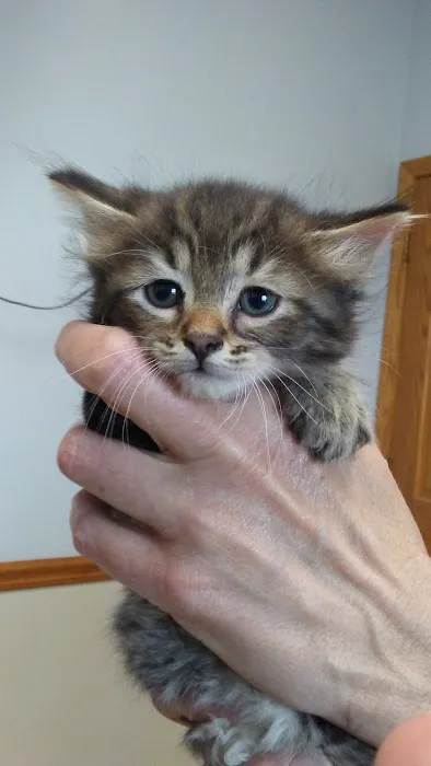 Tecumseh Veterinary Hospital 3