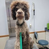 Tecumseh Veterinary Hospital ico