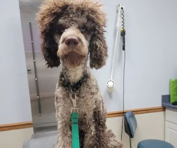 Tecumseh Veterinary Hospital