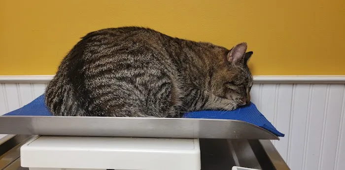 Companion Animal Clinic 1